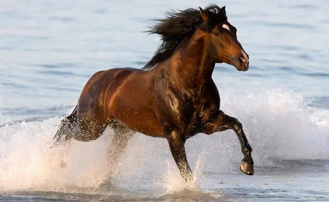 horse on beach