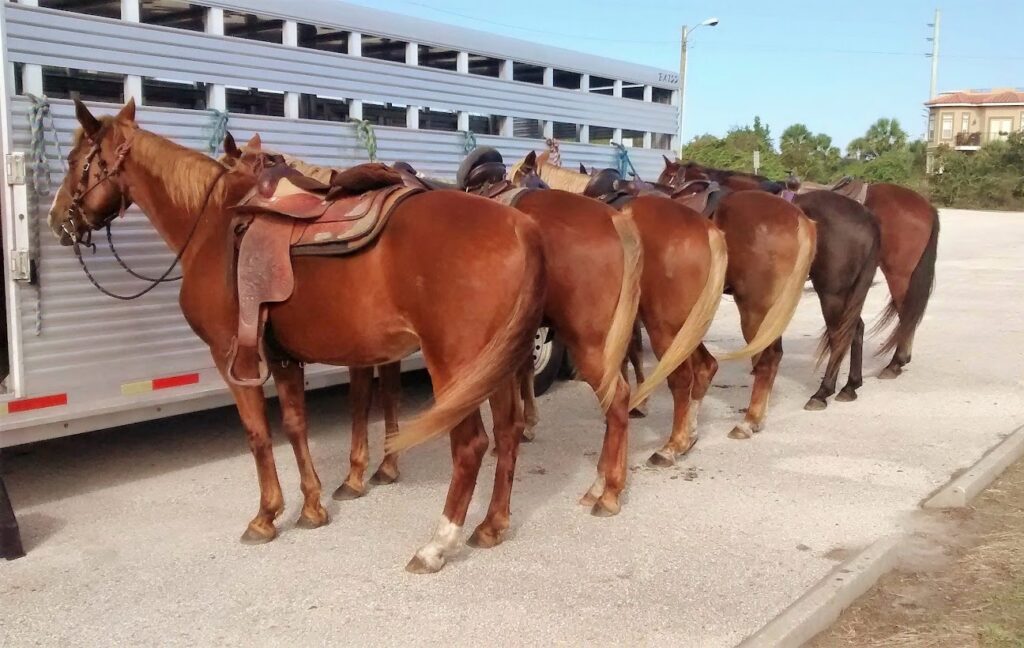 Line of horses