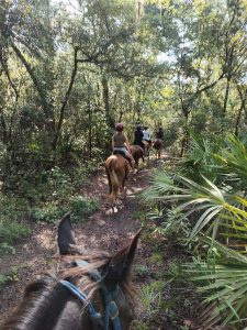 Horseback trail ride in FL