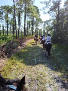 Group on a trail horseback ride