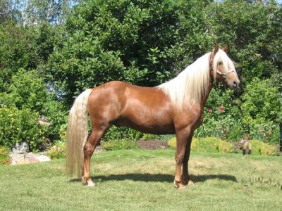 Bri and Spirit's Sire! Bri and Spirit's Sire!