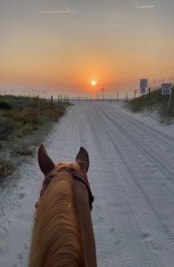 Tennessee Walking Horse walking on beach at sunset