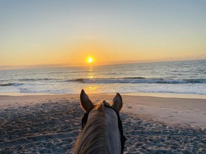 Tennessee Walking Horse looking out at beach sunset